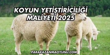 Koyun Yetiştiriciliği Maliyeti 2025